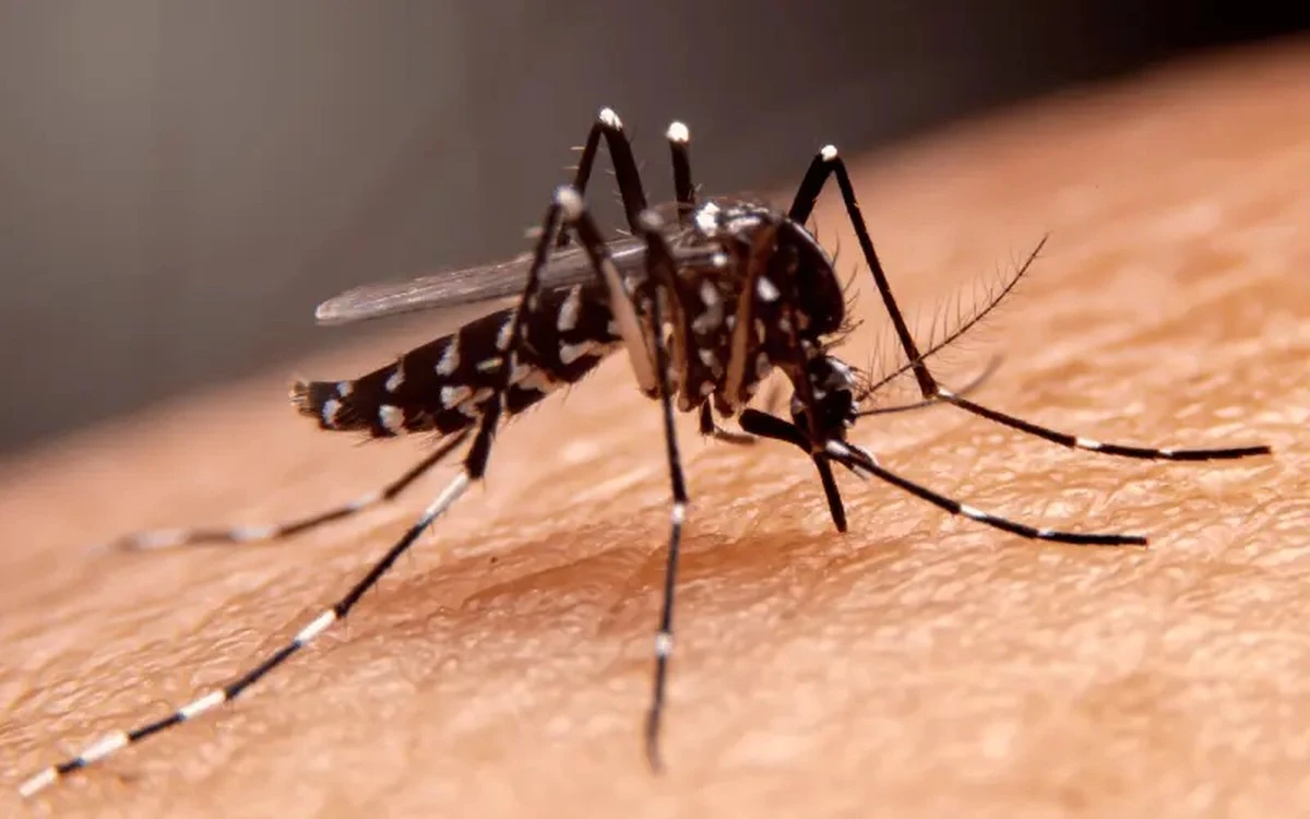 Adiós a las Mosquiteras fijas: el método sin taladros contra los Mosquitos - image 1