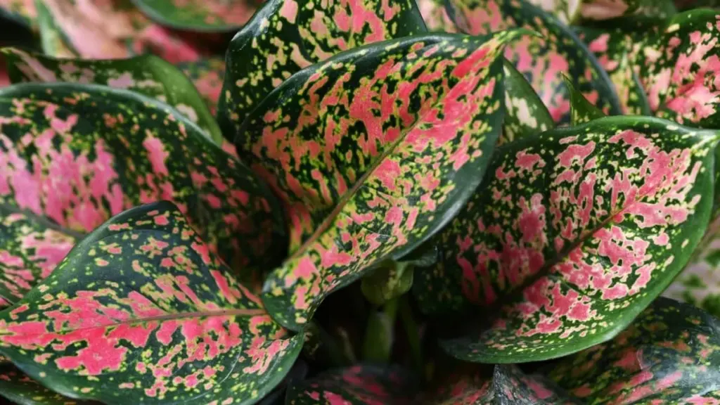 Adiós a las plantas muertas: el secreto de Indonesia con la Aglaonema