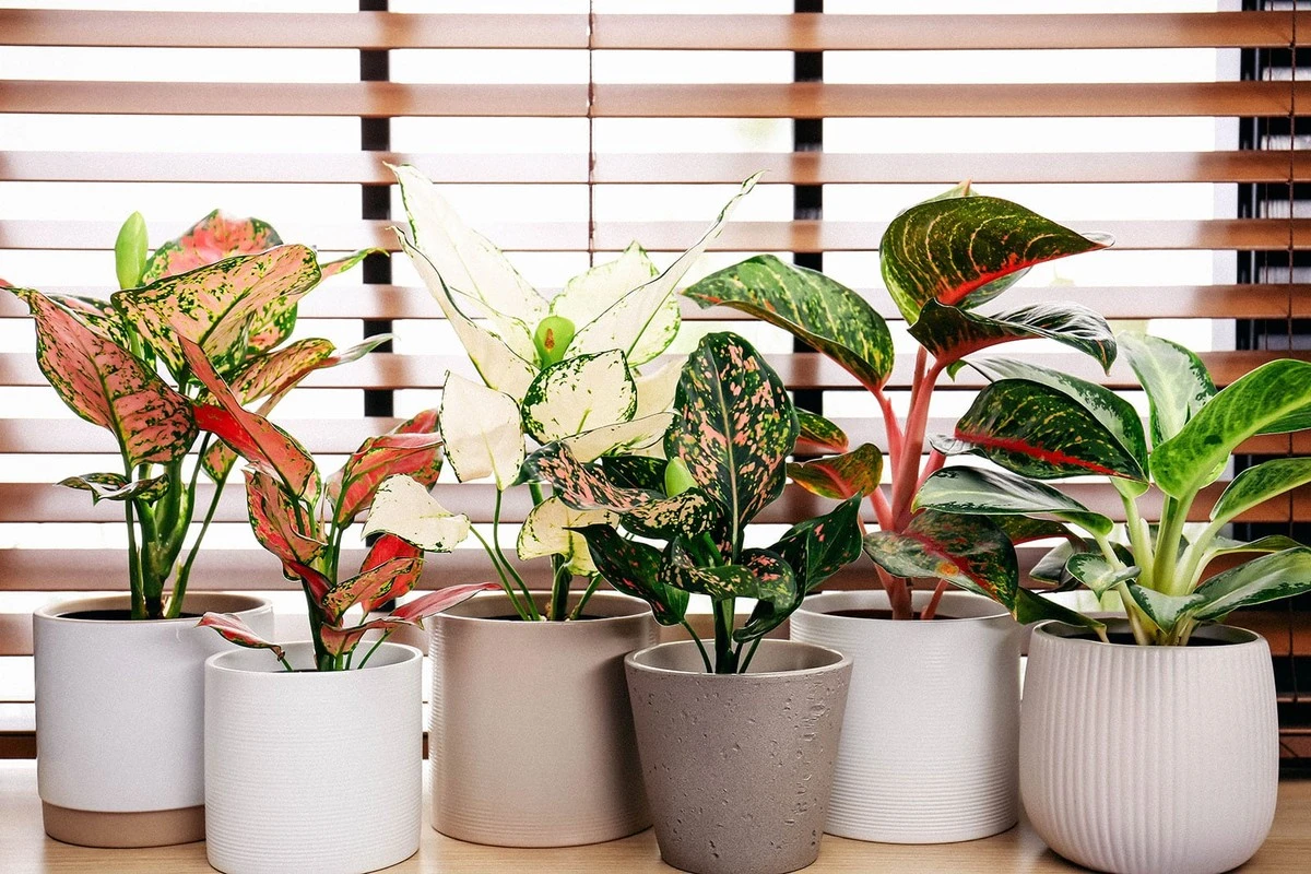 Adiós a las plantas muertas: el secreto de Indonesia con la Aglaonema - image 1