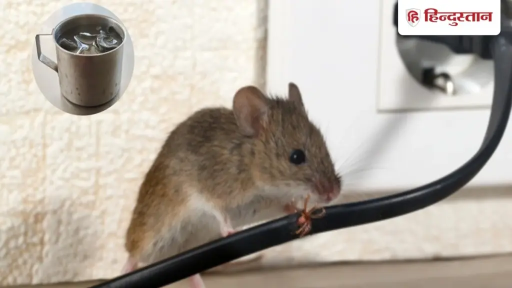 Adiós a las Ratas: Kailash Bishnoi explica el truco del vaso que las ahuyenta
