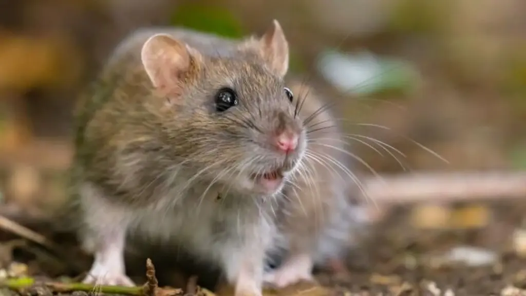 Adiós a las Ratas y Roedores: el truco de 3 ingredientes que las aleja