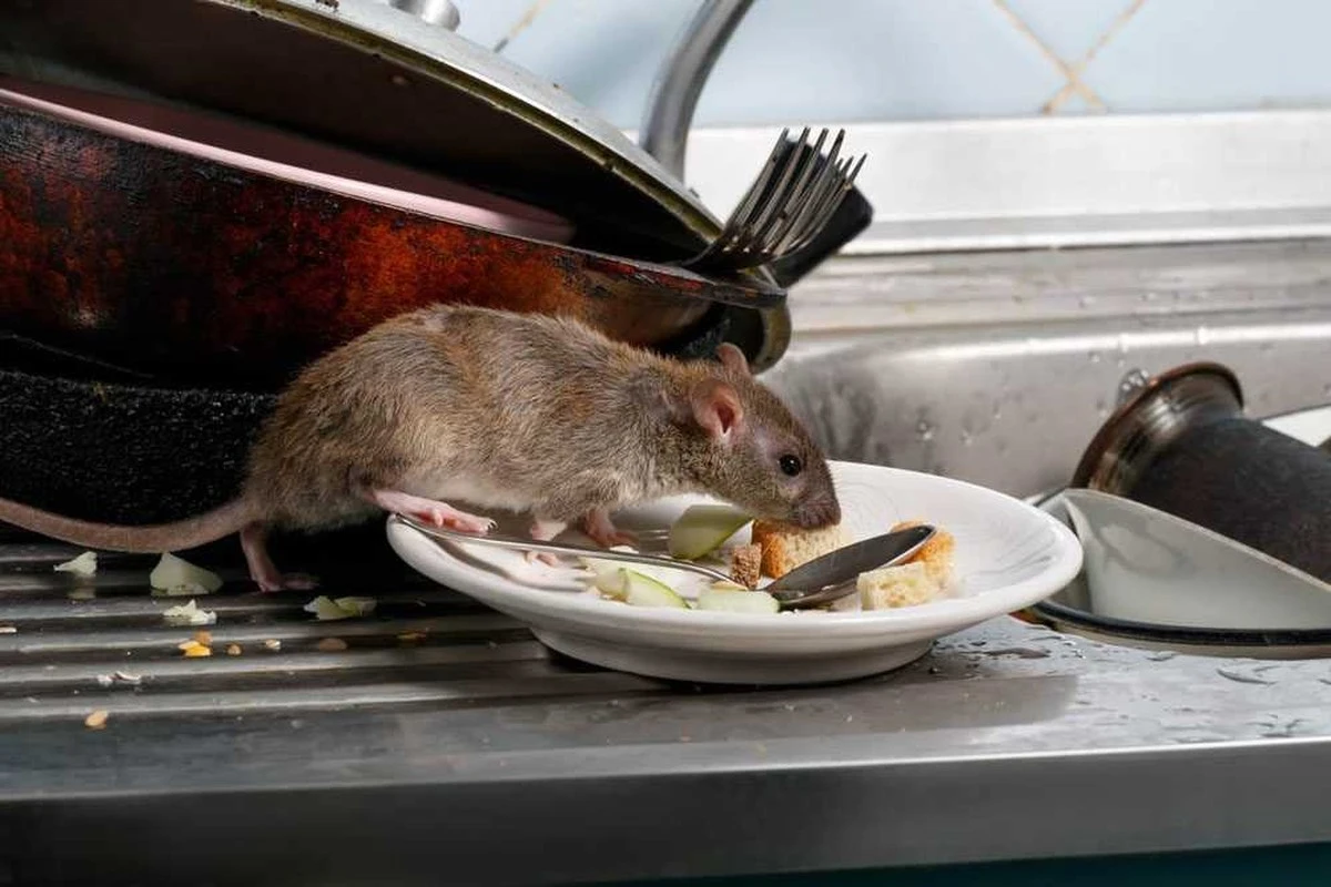 Adiós a las Ratas y Roedores: el truco de 3 ingredientes que las aleja - image 1