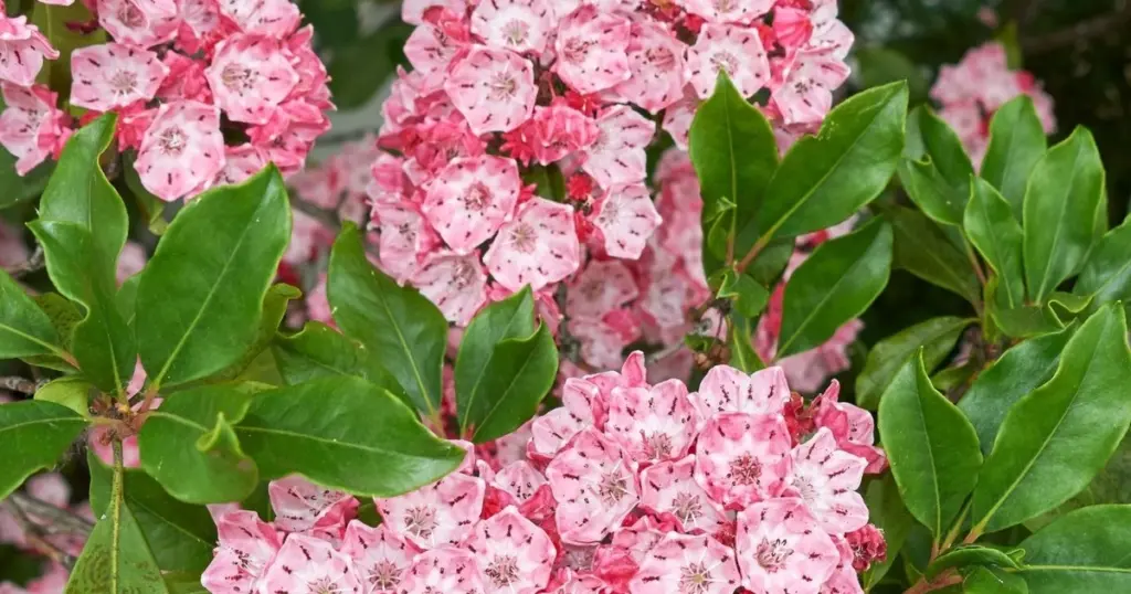 Adiós a las sombras vacías: el secreto de la Kalmia latifolia (Ericaceae)