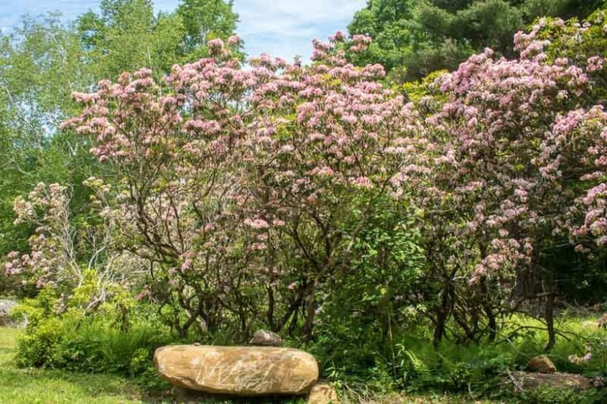 Adiós a las sombras vacías: el secreto de la Kalmia latifolia (Ericaceae) - image 1