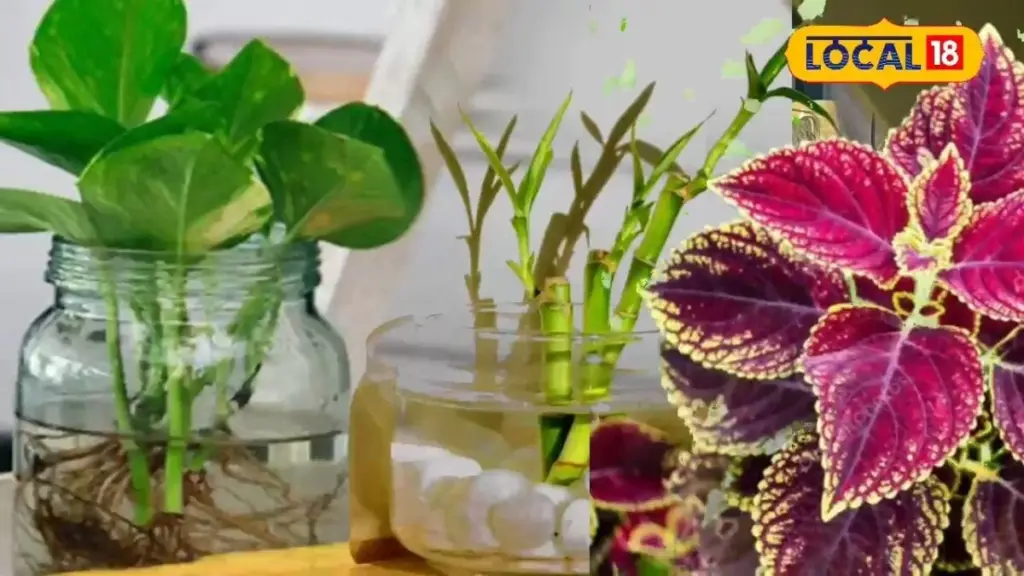 Adiós a la tierra: el truco de la Hidroponía para tus Plantas de interior