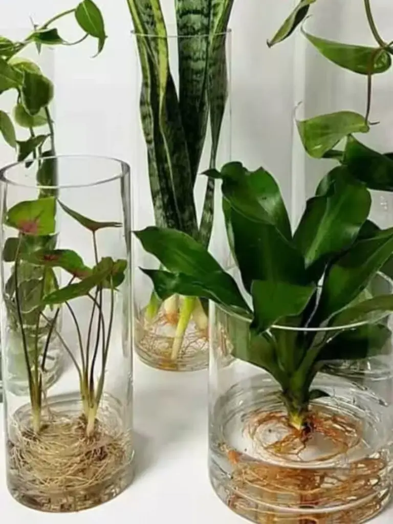 Adiós a la tierra: el truco para cultivar Aloe vera y Plantas de interior en agua