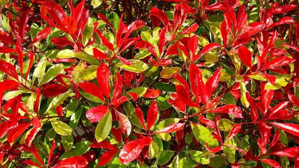 Adiós a la Tuya: por qué plantar Fotinia y Photinia × fraseri ‘Red Robin’