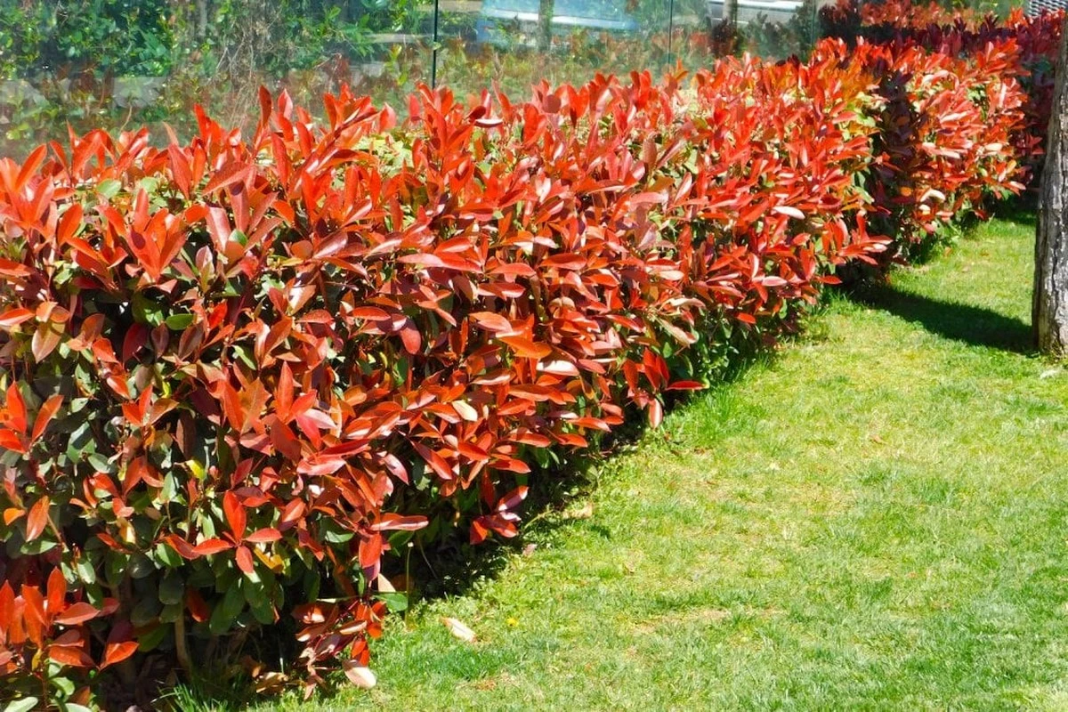 Adiós a la Tuya: por qué plantar Fotinia y Photinia × fraseri ‘Red Robin’ - image 1