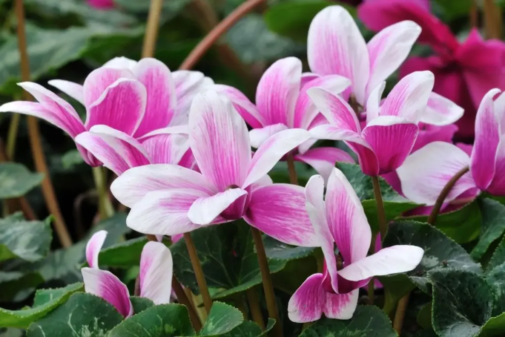 Adiós al balcón gris: el truco del Cyclamen para florecer este Invierno