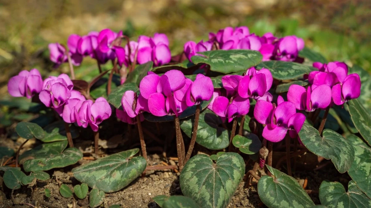 Adiós al balcón gris: el truco del Cyclamen para florecer este Invierno - image 1