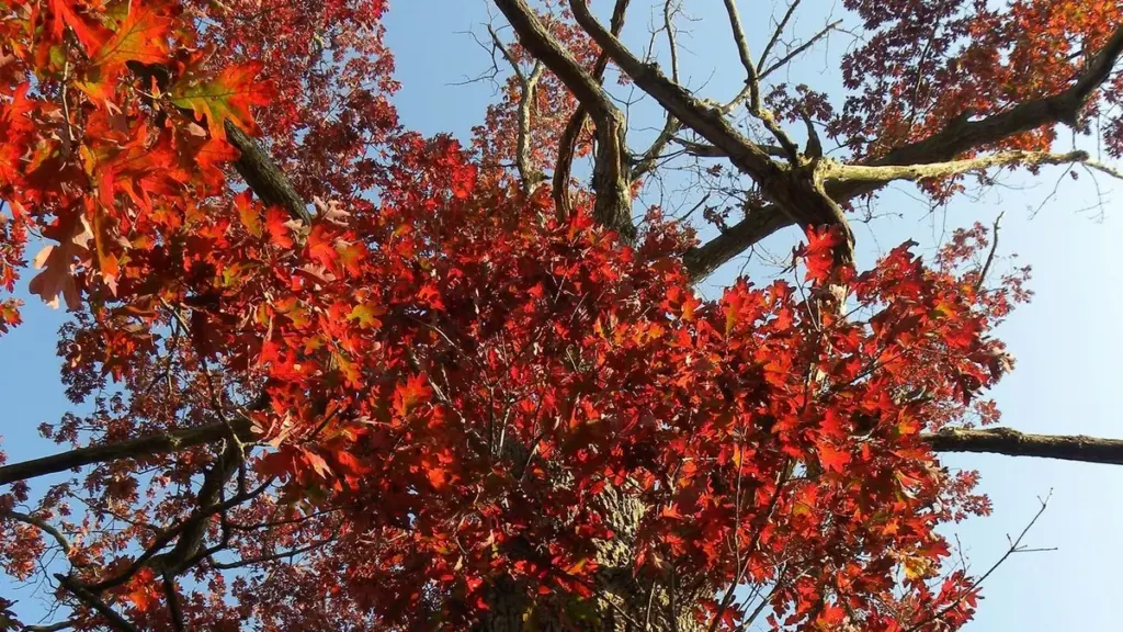 Adiós al calor: el Roble rojo americano de Norteamérica que enfría tu casa 5°C