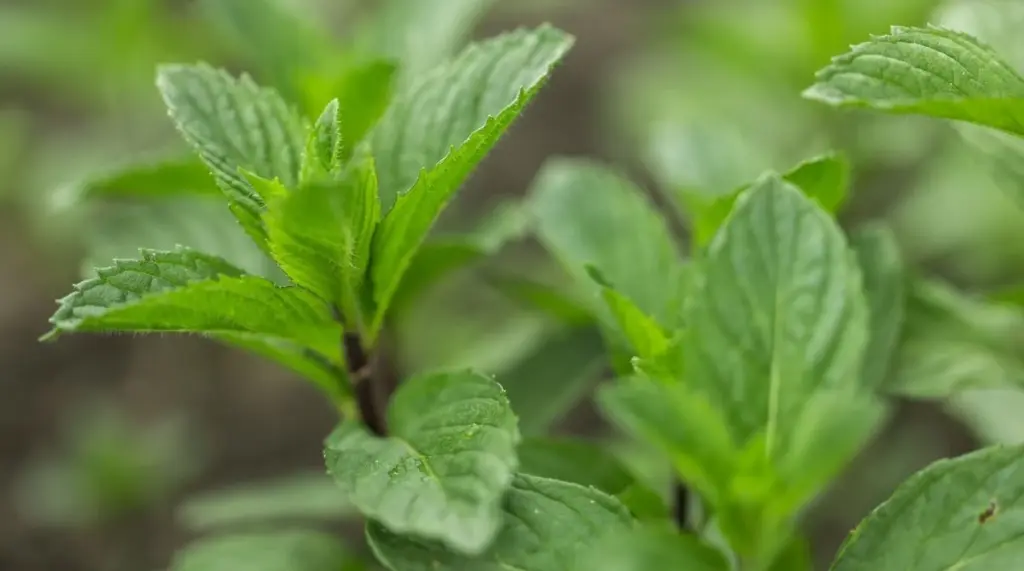 Adiós al caos: el truco de 1 maceta para tus Plantas aromáticas y Menta