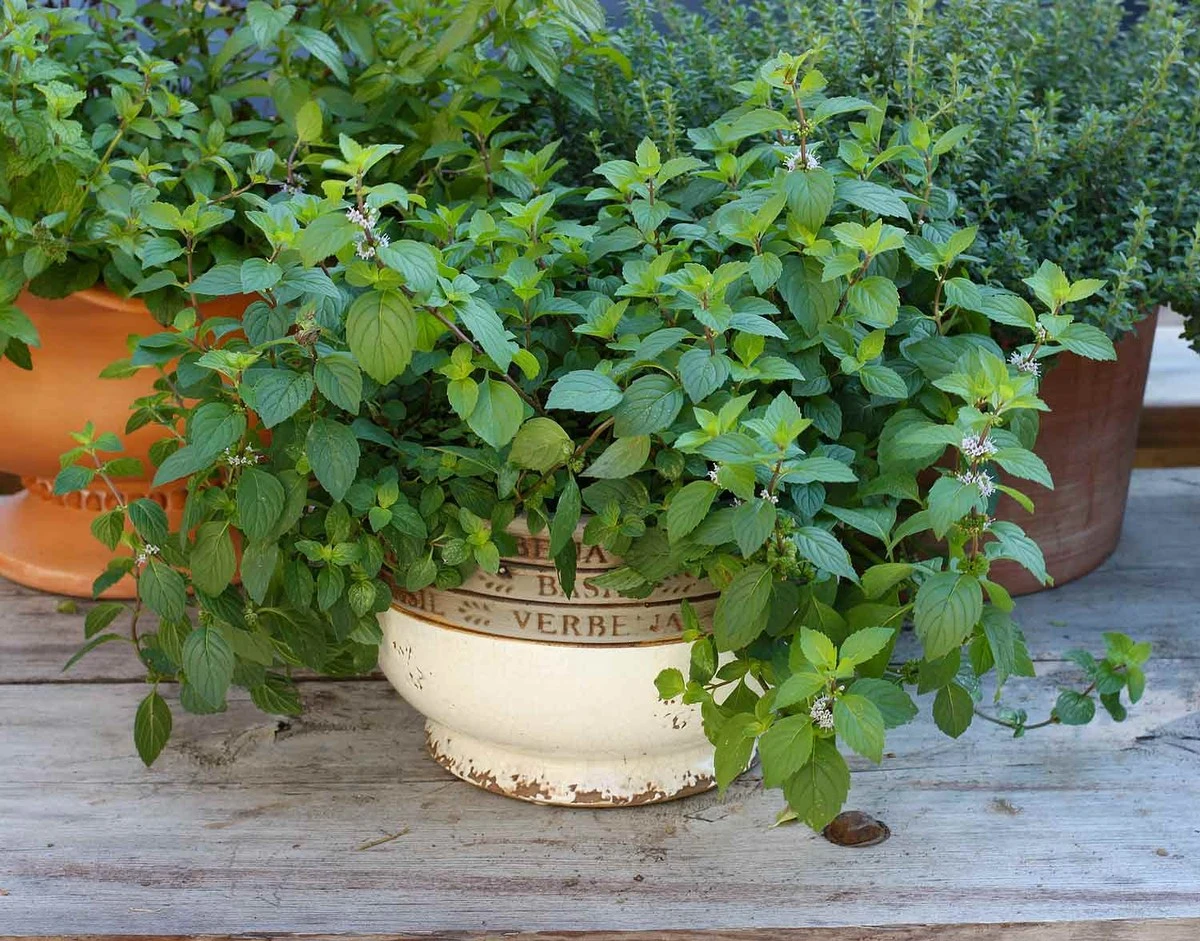 Adiós al caos: el truco de 1 maceta para tus Plantas aromáticas y Menta - image 1