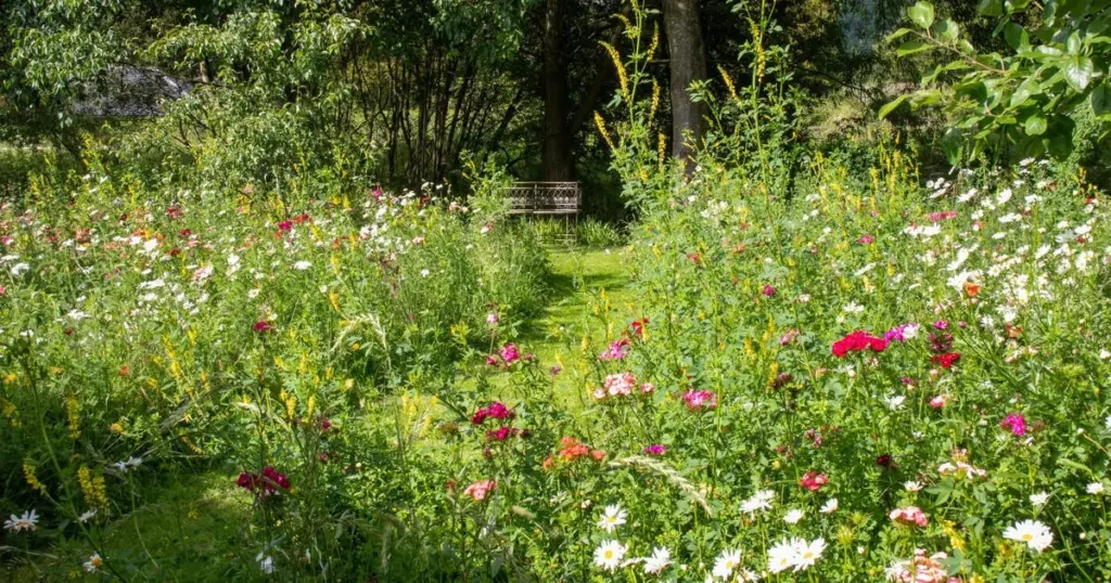 Adiós al césped: el prado de flores silvestres que salva insectos y un 70% de agua