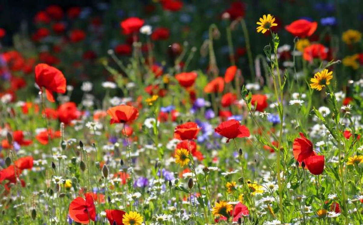 Adiós al césped: el prado de flores silvestres que salva insectos y un 70% de agua - image 1