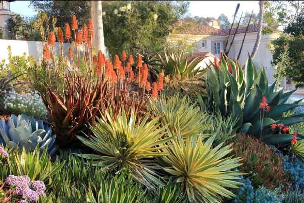 Adiós al césped: el truco de paisajismo con suculentas para ahorrar un 70% de agua - image 1
