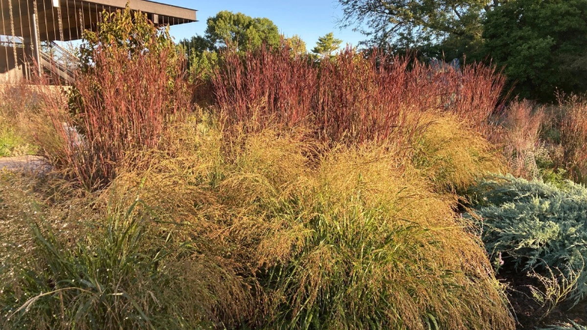 Adiós al césped: el truco de la Blackhawks Big Bluestem, Planta Perenne del Año 2026 - image 1