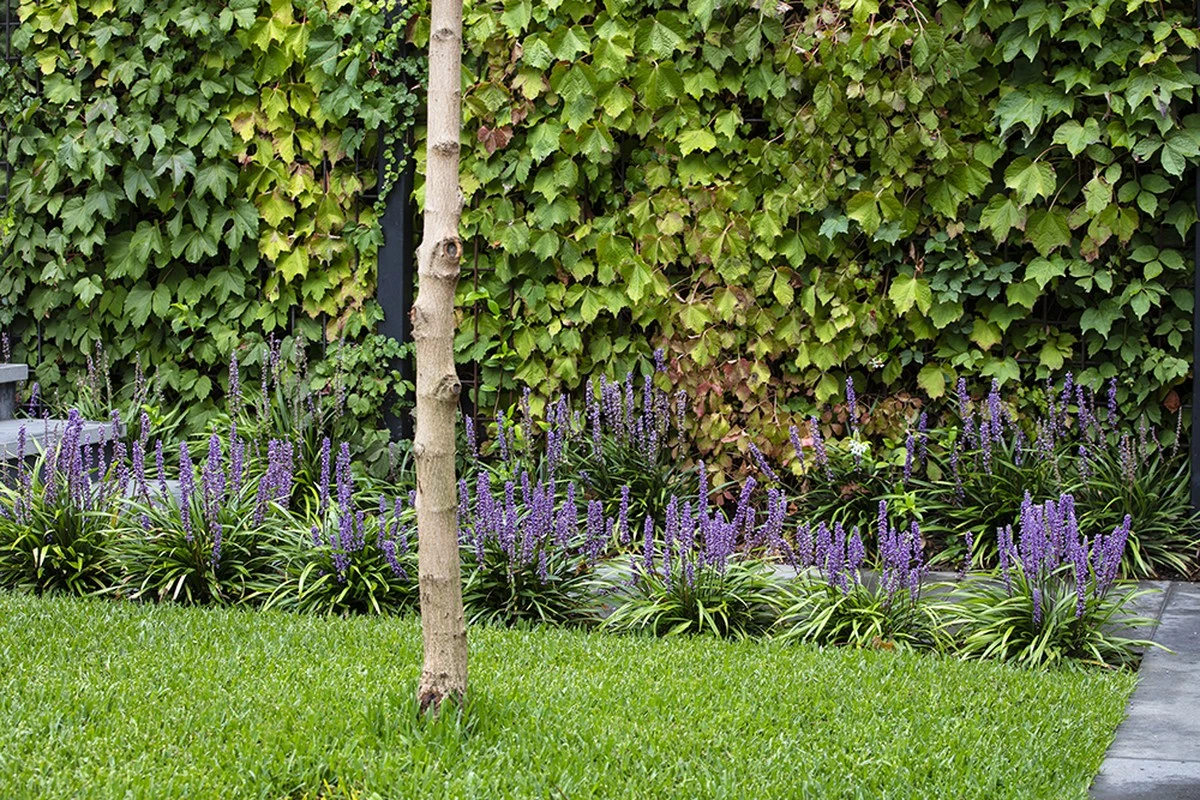 Adiós al césped: la Liriope muscari ahorra un 70% de agua y cuida tu Geranio - image 1