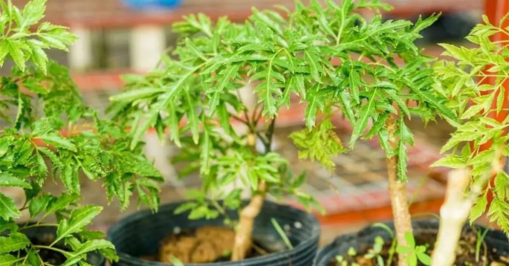 Adiós al estrés: por qué en Japón cultivan la Polyscias fruticosa en casa