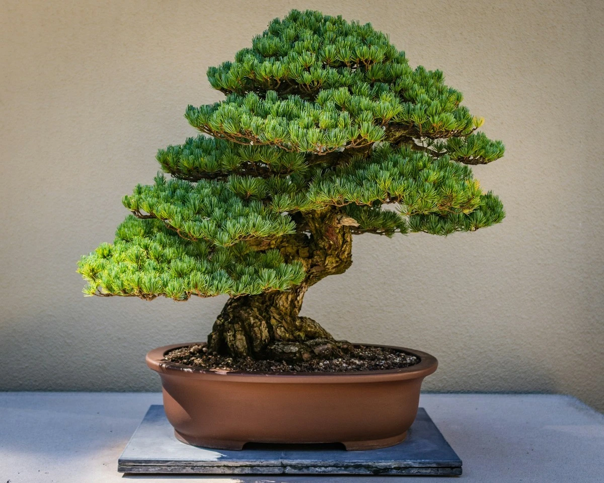 Adiós al estrés: por qué en Japón cultivan la Polyscias fruticosa en casa - image 1