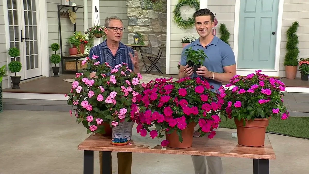 Adiós al Geranio (Pelargonium): la Impatiens que resiste el calor y florece más - image 1