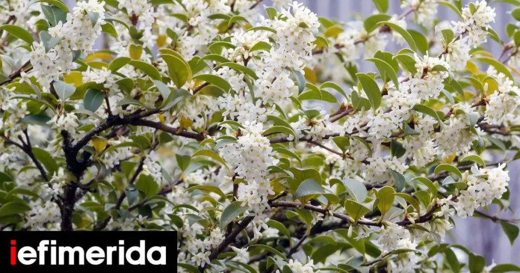 Adiós al jazmín: el Osmanthus de Asia Oriental para una terraza con aroma exclusivo