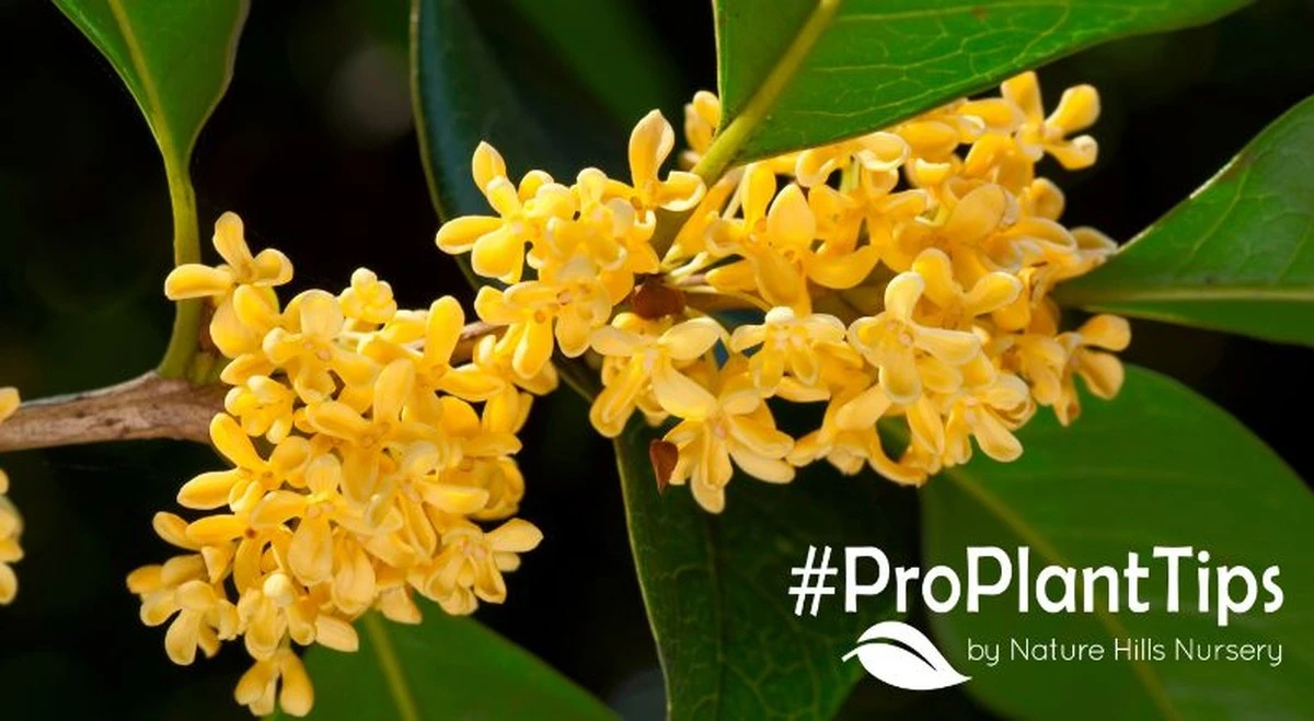 Adiós al jazmín: el Osmanthus de Asia Oriental para una terraza con aroma exclusivo - image 1