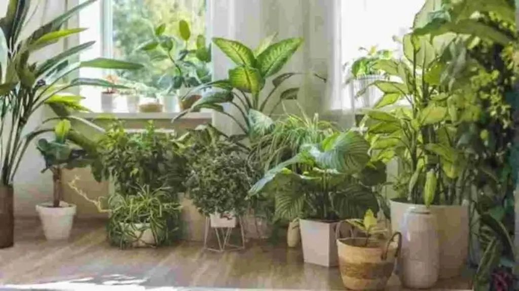 Adiós al Mosquito: la Planta que debes poner en tu ventana para blindar tu casa