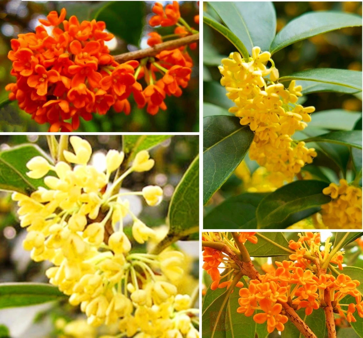 Adiós a los ambientadores: el Osmanthus fragrans perfuma tu casa con 1 flor - image 1