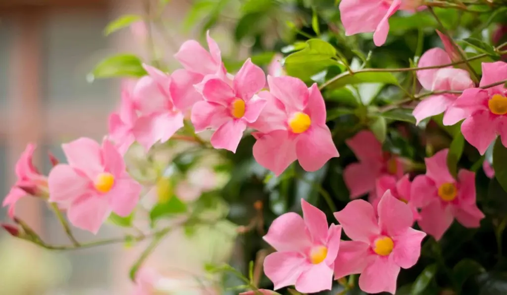 Adiós a los geranios: el truco del Jazmín de Chile (Mandevilla) para un balcón fresco