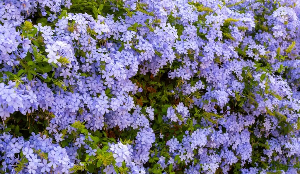 Adiós a los geranios: el Plumbago auriculata resiste el calor y ahorra agua