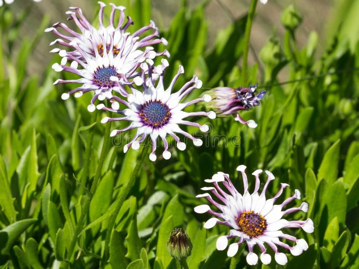 Adiós a los geranios: Alan Titchmarsh desvela el Osteospermum que resiste todo el verano - image 1