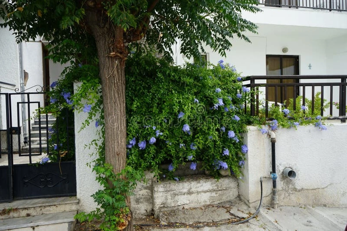 Adiós a los geranios: el Plumbago auriculata resiste el calor y ahorra agua - image 1