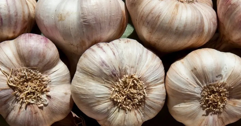 Adiós a los mosquitos: el truco del Ajo (Allium sativum) según la Universidad de Yale