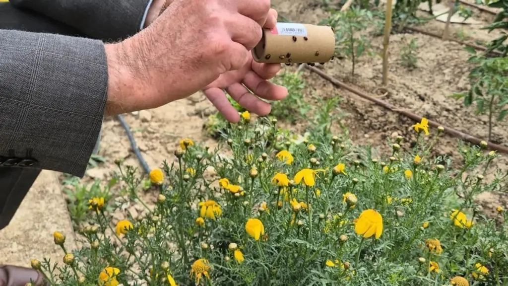 Adiós a los químicos: el Ayuntamiento de Murcia protege tu huerto en Murcia con 3.000 aliados naturales