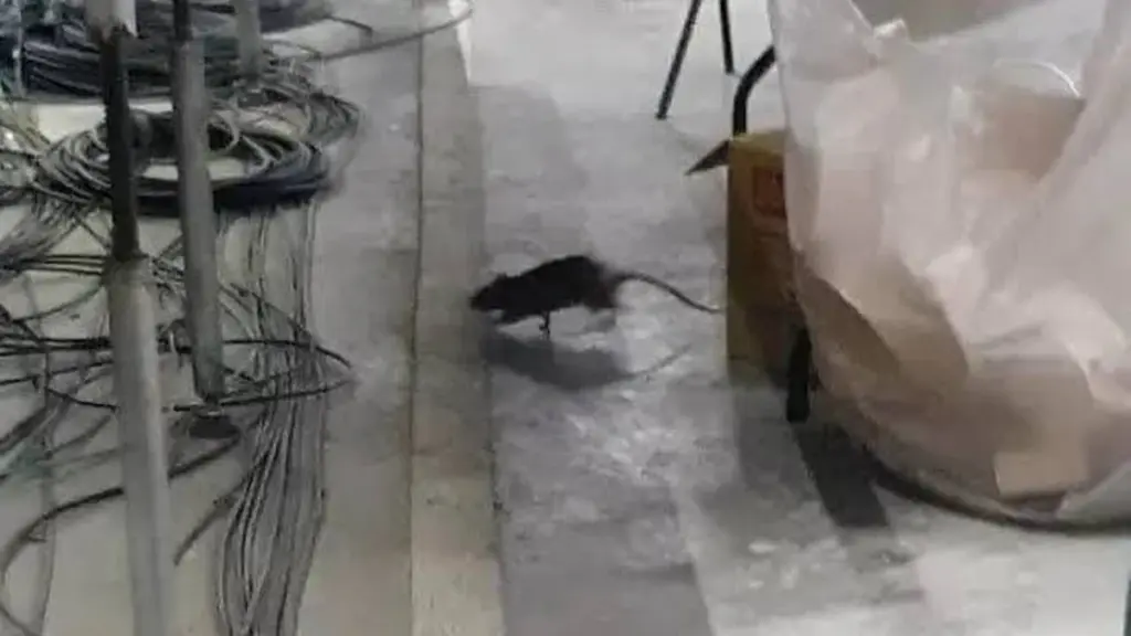 Adiós al ratón en casa: el método de limpieza para evitar el Hantavirus