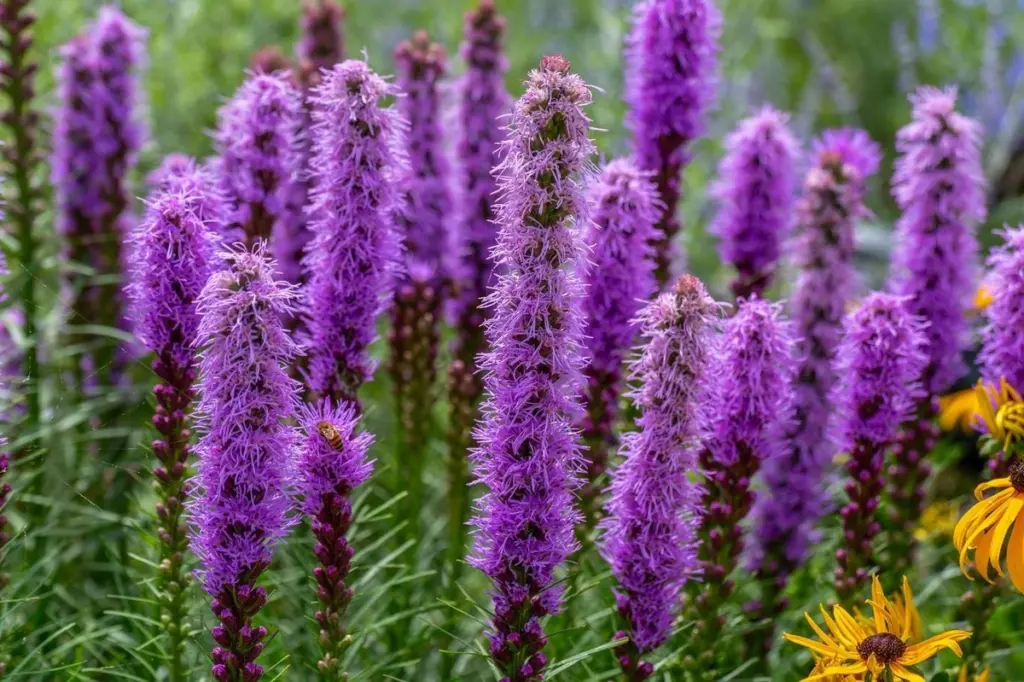 Adiós al riego excesivo: el truco de la Liatris spicata con estilo Bohemia