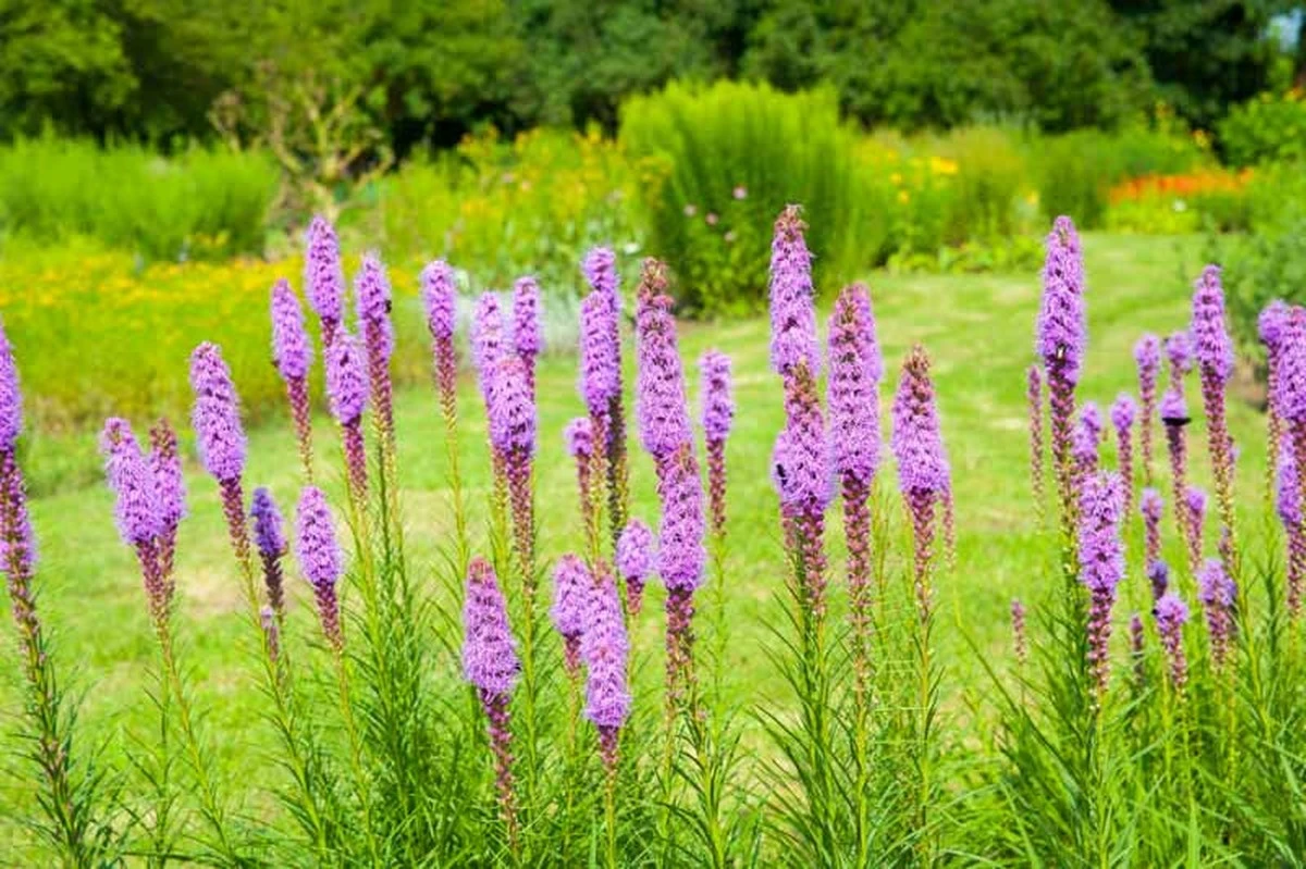 Adiós al riego excesivo: el truco de la Liatris spicata con estilo Bohemia - image 1