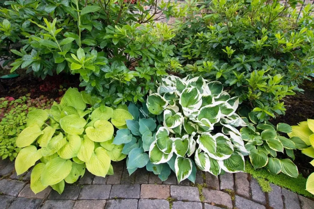 Adiós al riego: la planta de follaje y Heuchera para un jardín eterno
