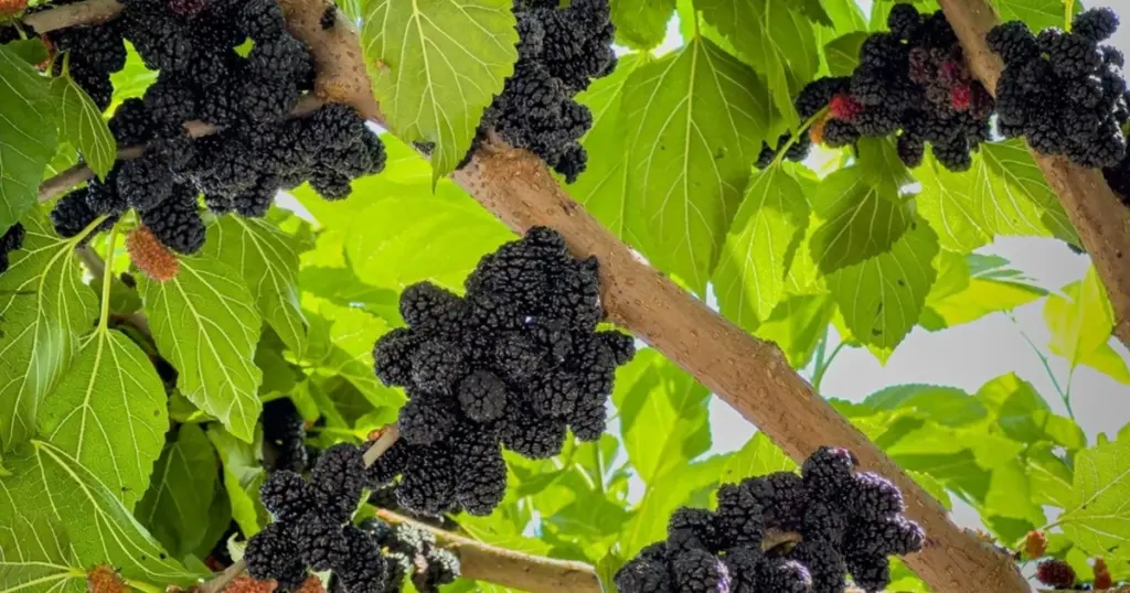 Adiós al toldo: Morus australis (Morus alba) o Morera de hojas de plátano para sombra fría