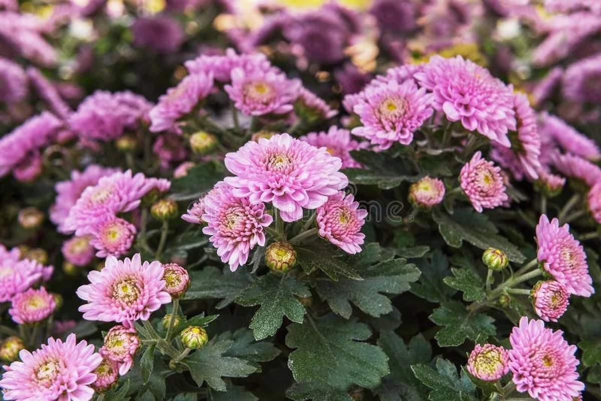 Adiós jardín apagado: el truco del Crisantemo multiflora para una nube rosa - image 1