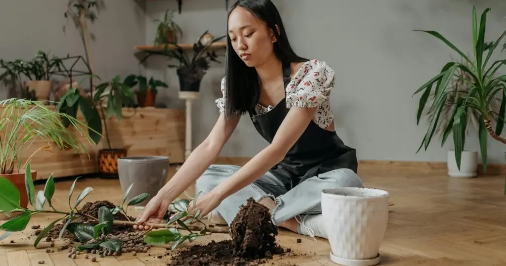 Adiós terrazas vacías: el secreto de Ecología Verde para un limonero enano