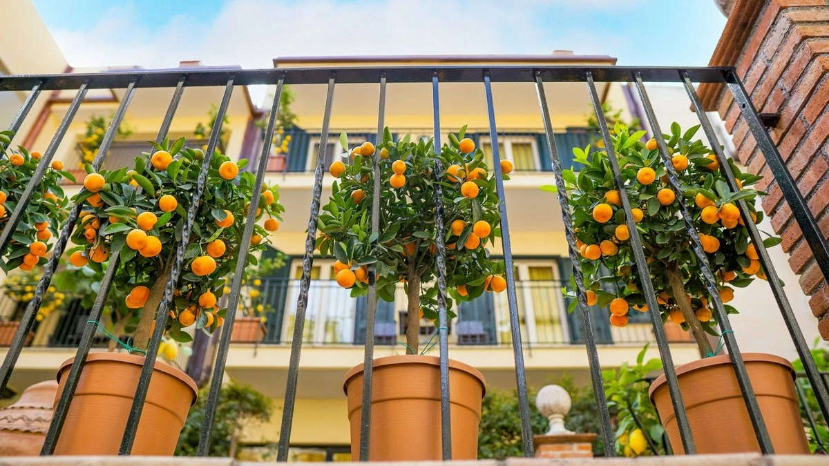 Adiós terrazas vacías: el secreto de Ecología Verde para un limonero enano - image 1