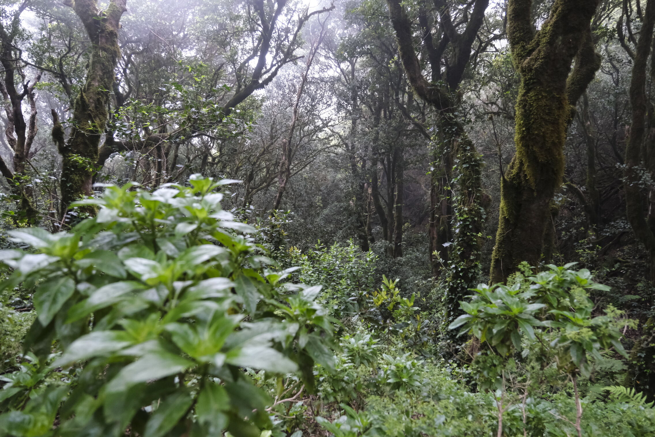 Foto: Bosque de laurisilva del Parque Rural de Anaga, un entorno húmedo y frondoso donde discurre esta ruta protegida. (EFE/Alberto Valdés)