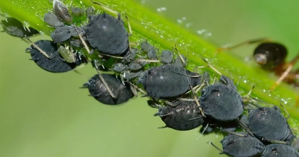Áfidos en tus plantas: el truco del bicarbonato de sodio para eliminarlos