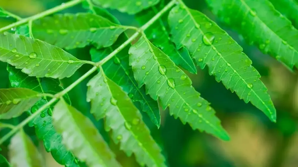 Ahorra un 60% en tu finca: usa Azadirachta indica como pesticida biológico