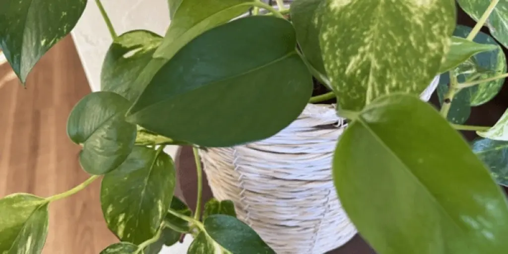 Aire puro en tu Cocina: el secreto del Epipremnum aureum que pocos usan