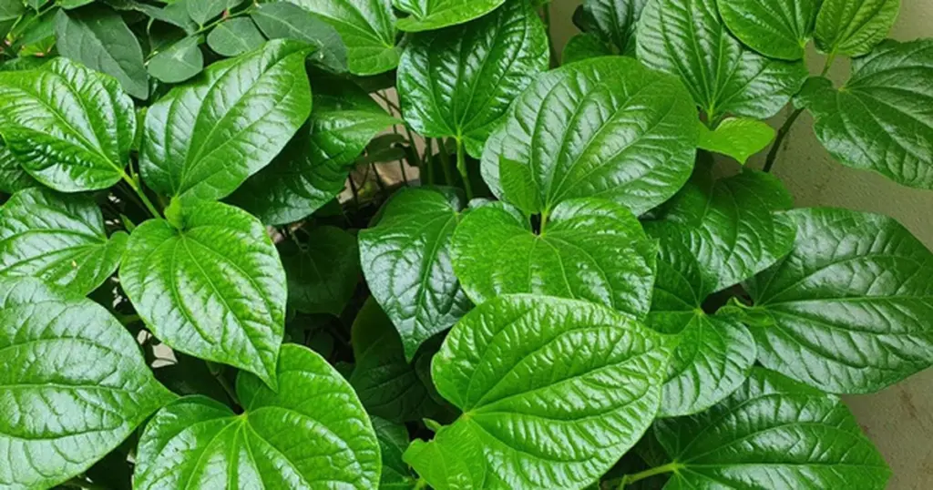 Aire puro y cenas de chef: por qué cultivar Piper sarmentosum (Lá lốt) de Vietnam