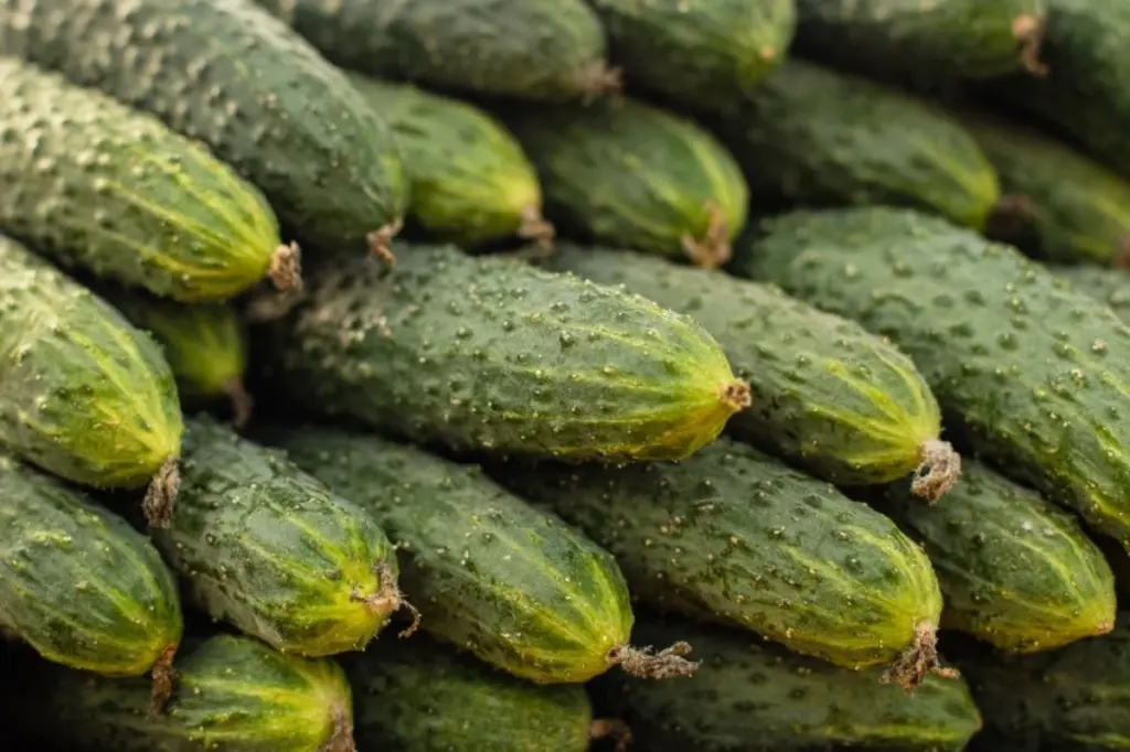 Ajos con puntas amarillas: el truco del Potasio para bulbos gigantes
