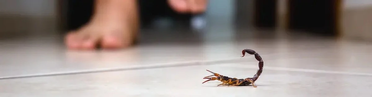 Alacranes en viviendas: el truco de la linterna para blindar tu hogar - image 1
